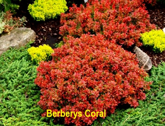 zamówienia 2018 - Berberys Coral.jpg