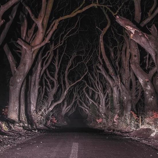 INNE KRAJE- 5 - Dark Hedges - najmroczniejsza droga w Irlandii.jpg