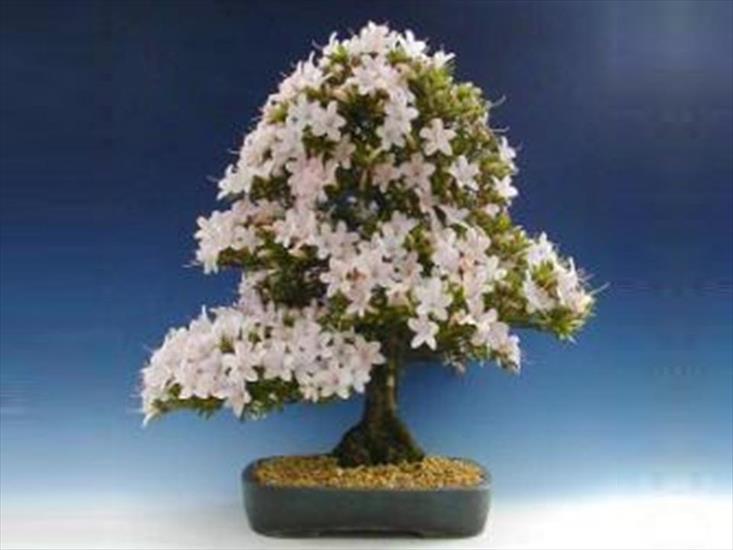 Drzewka Bonsai - bonsai 29.JPG