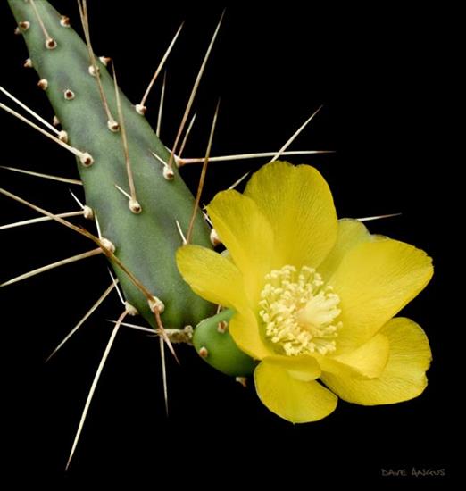 Kwitnące kaktusy - Opuntia aurantiaca1.jpg