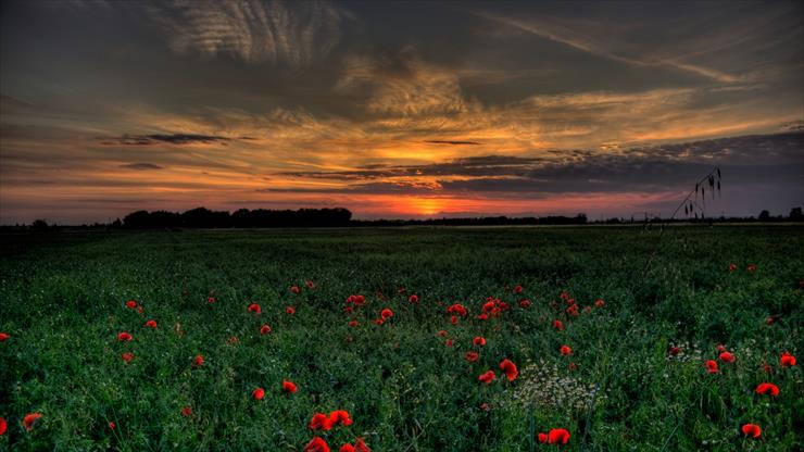 2. TAPETY NA PULPIT  200 - sunset_field_poppies_landscape_86153_1920x1080.jpg