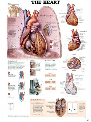 Plansze Anatomiczne - Plansza anatomiczna serce.jpg