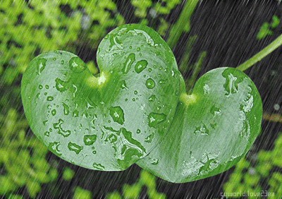 W zielonym kolorze - Majowy_deszcz.gif